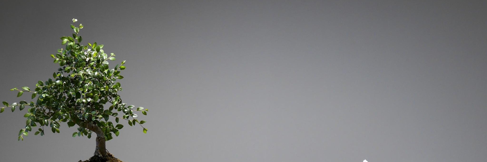 skrol's profile banner image