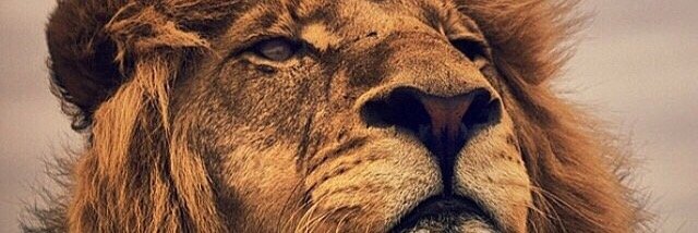 LouRock973's profile banner image