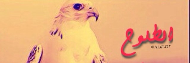 al6lo7's profile banner image