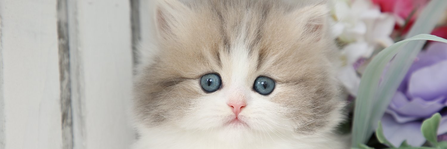 dollfacekittens's profile banner image