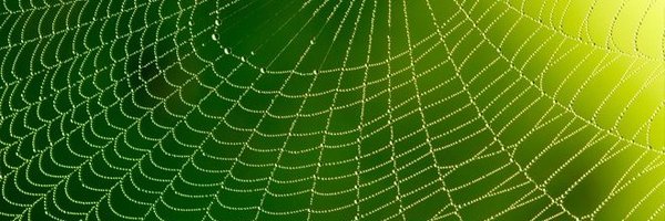 sinkafdal Profile Banner