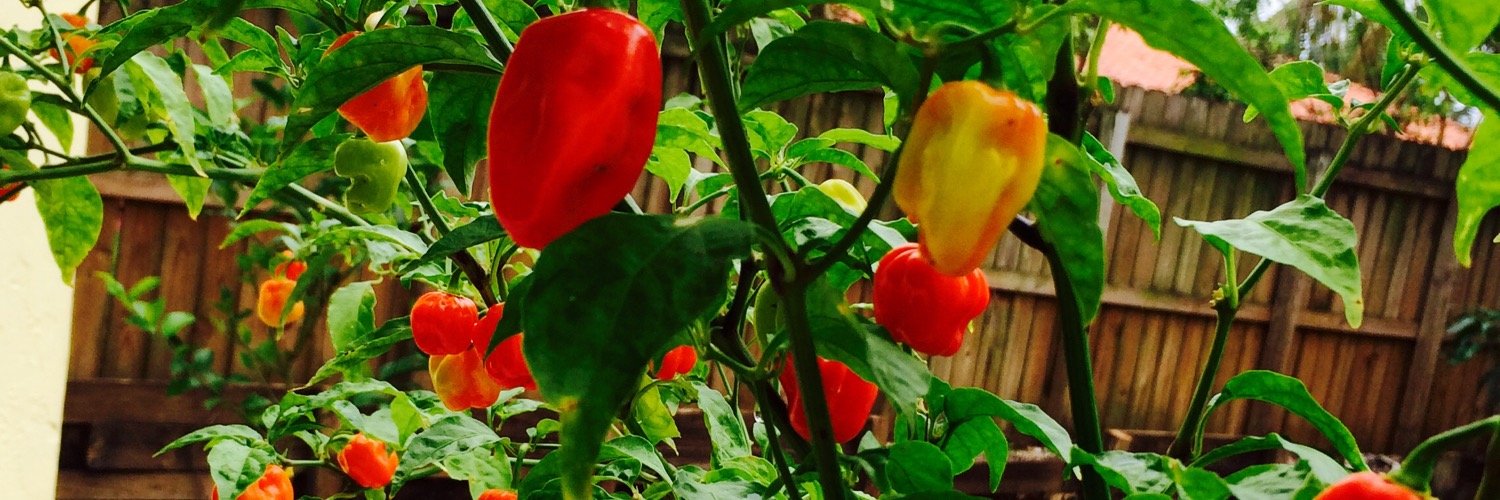 PrimitivePalate's profile banner image