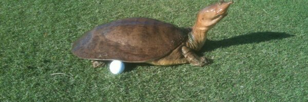 martijnpaehlig Profile Banner