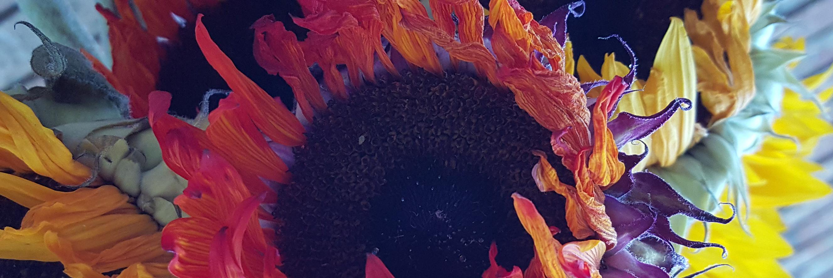 DkDmelk's profile banner image