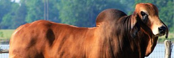 saustin151 Profile Banner