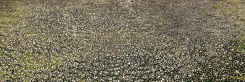 Dr Claire Gordon banner