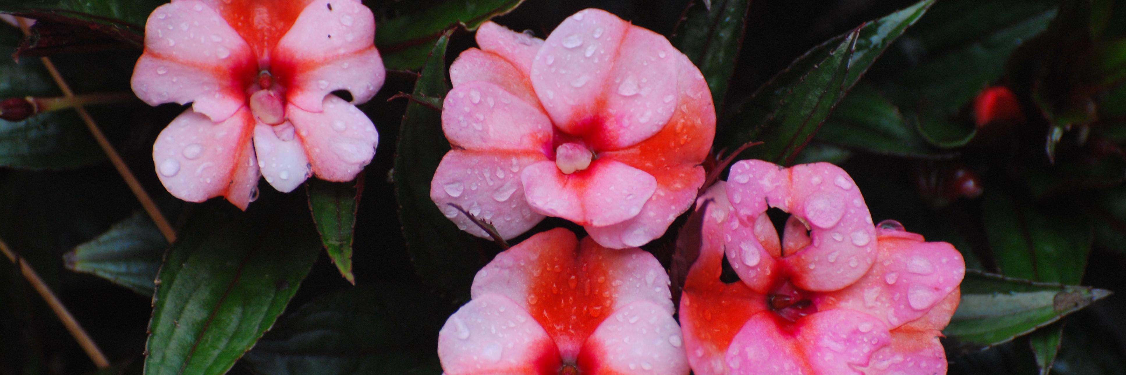 4Julienne's profile banner image