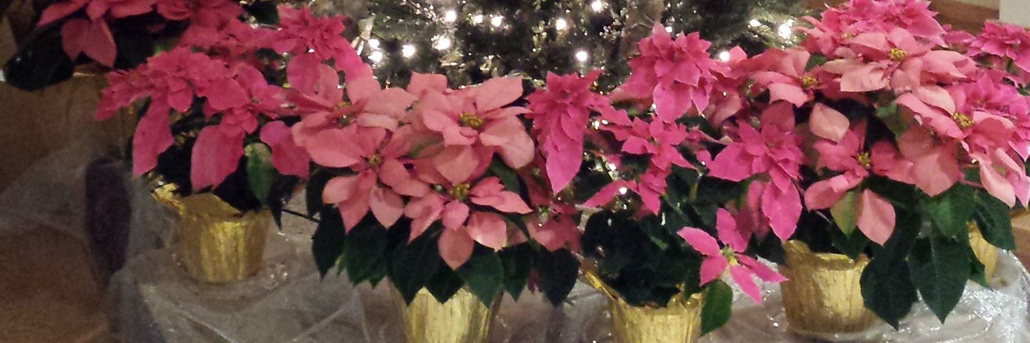 MissAnne_11's profile banner image