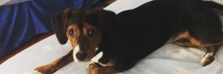 GriffinZeh's profile banner image