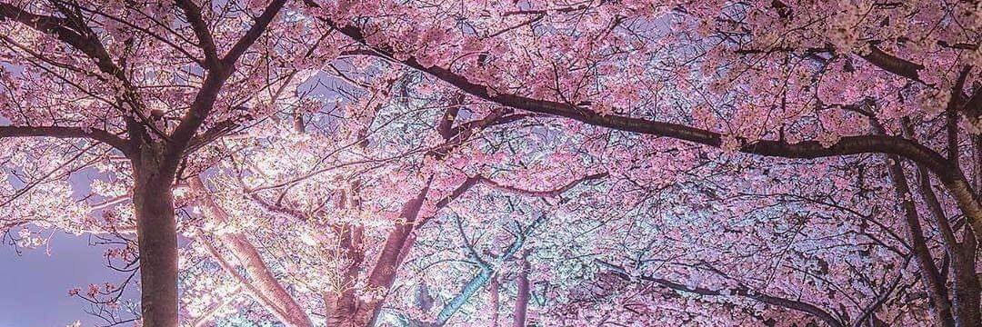 KyotoCSGO's profile banner image