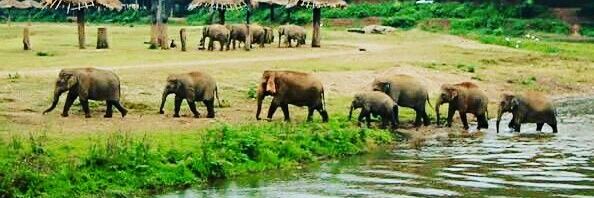 elephants192's profile banner image
