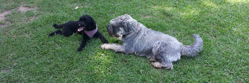 Sarah McCoy 💉💉💉💉 banner