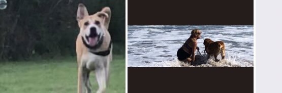 Jo & Sam 🌈 & Sargent Lola banner