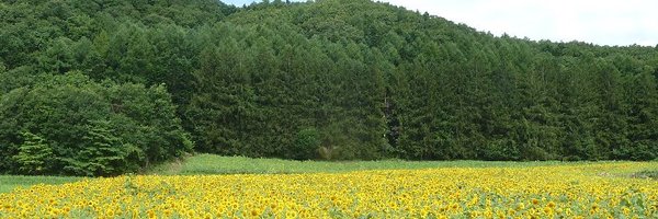 shoetsusato Profile Banner