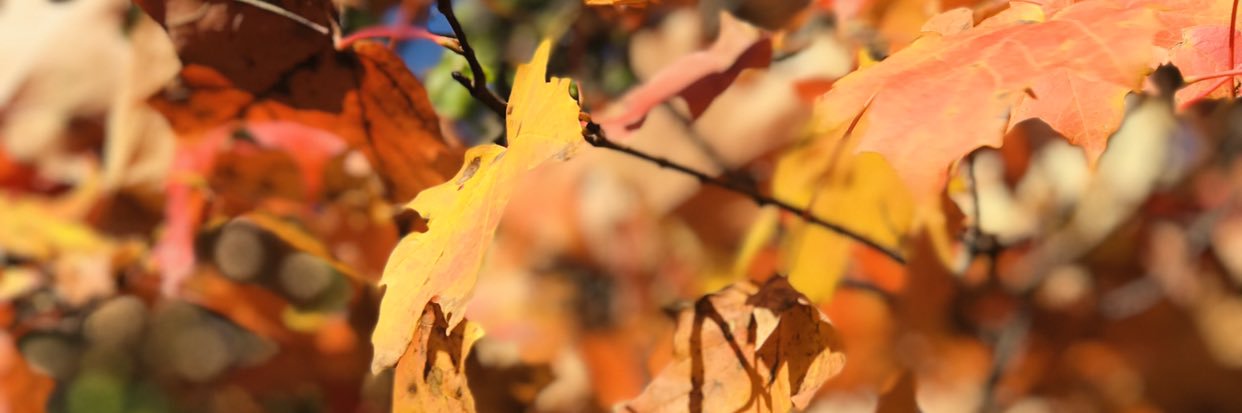 Felipe Canada banner