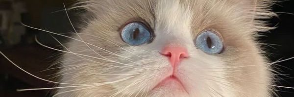 niyyyyyta's profile banner image