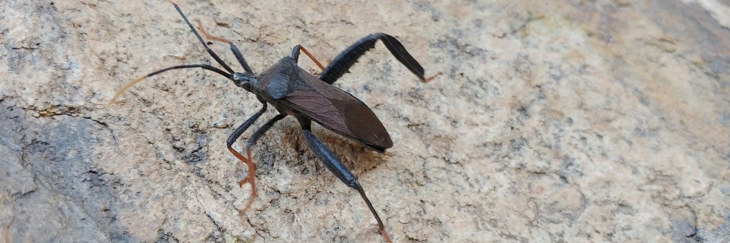 🦈𓁹IANVS𓁹🦈 banner