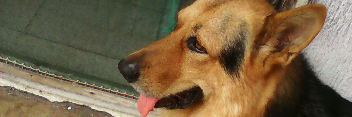 LuisZappi's profile banner image