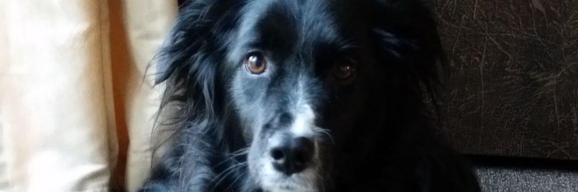 💕Rachael Taylor💕 banner