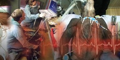 ape_heart_study's profile banner image