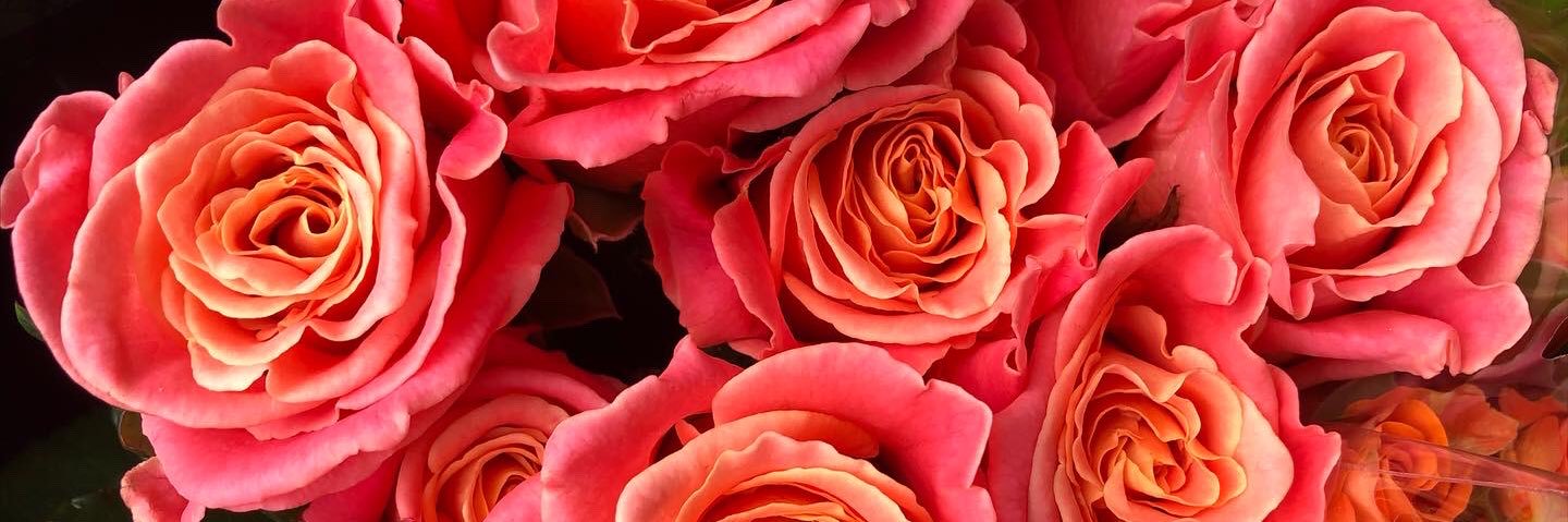 marie_perceau's profile banner image