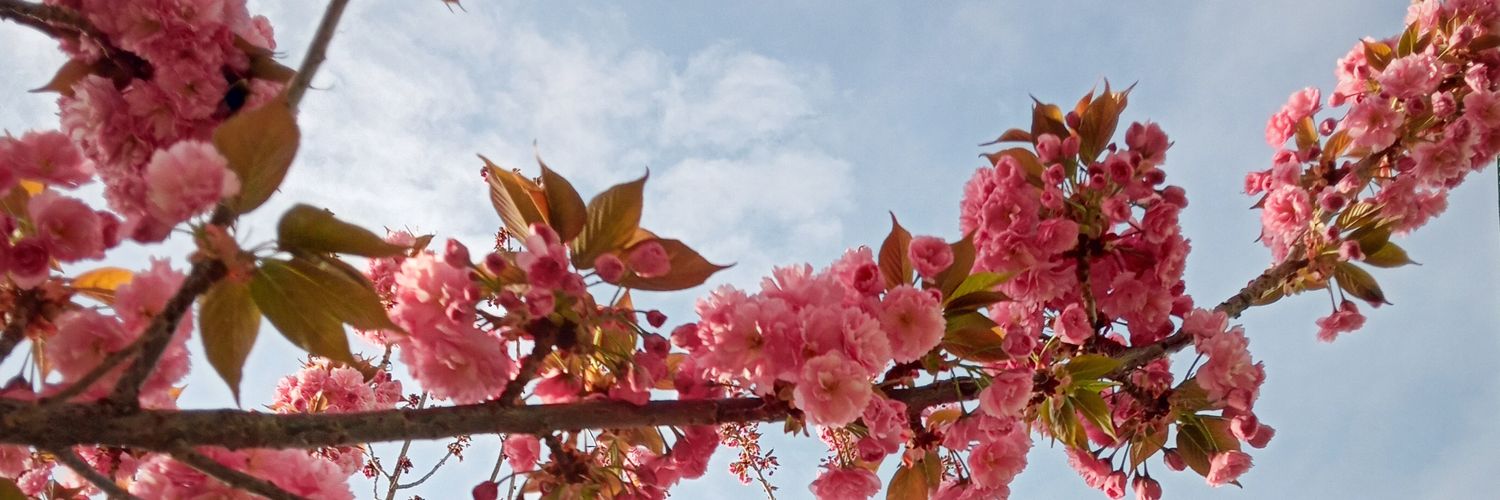 LauraCDelCerro's profile banner image