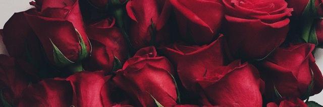 XSolntseva's profile banner image