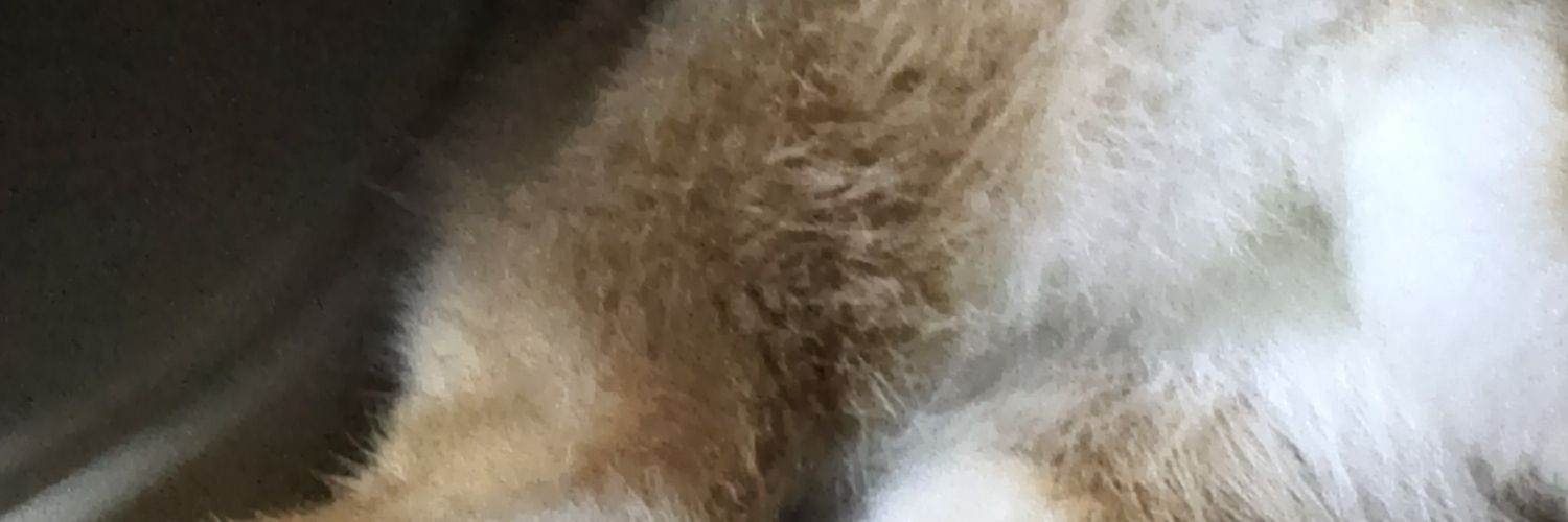 usagiest's profile banner image