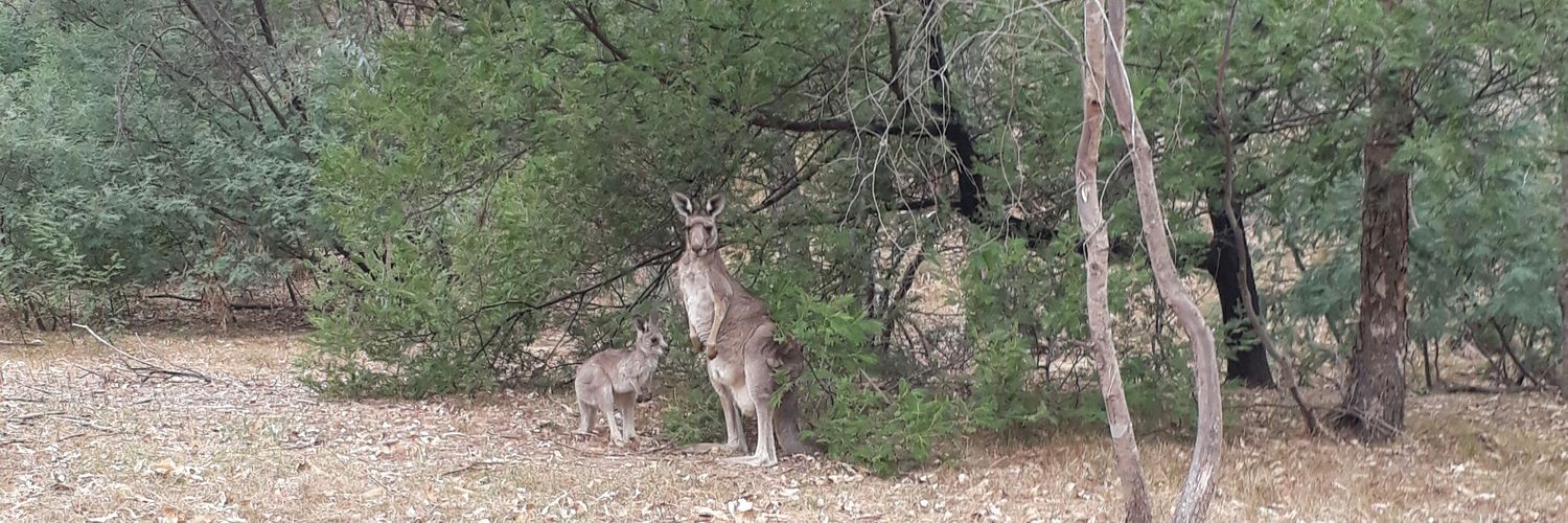 Sarah Matthee banner