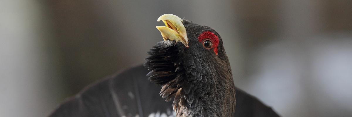 WildWatching's profile banner image