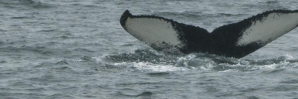 Adrianus Kester banner