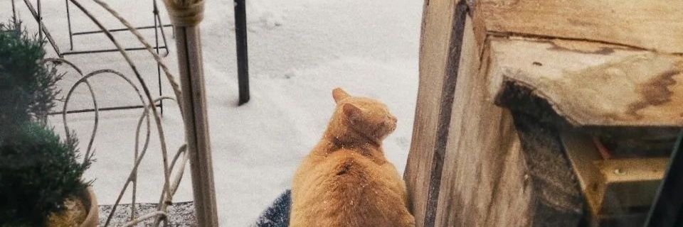 Orea⁷ 🇵🇸 banner