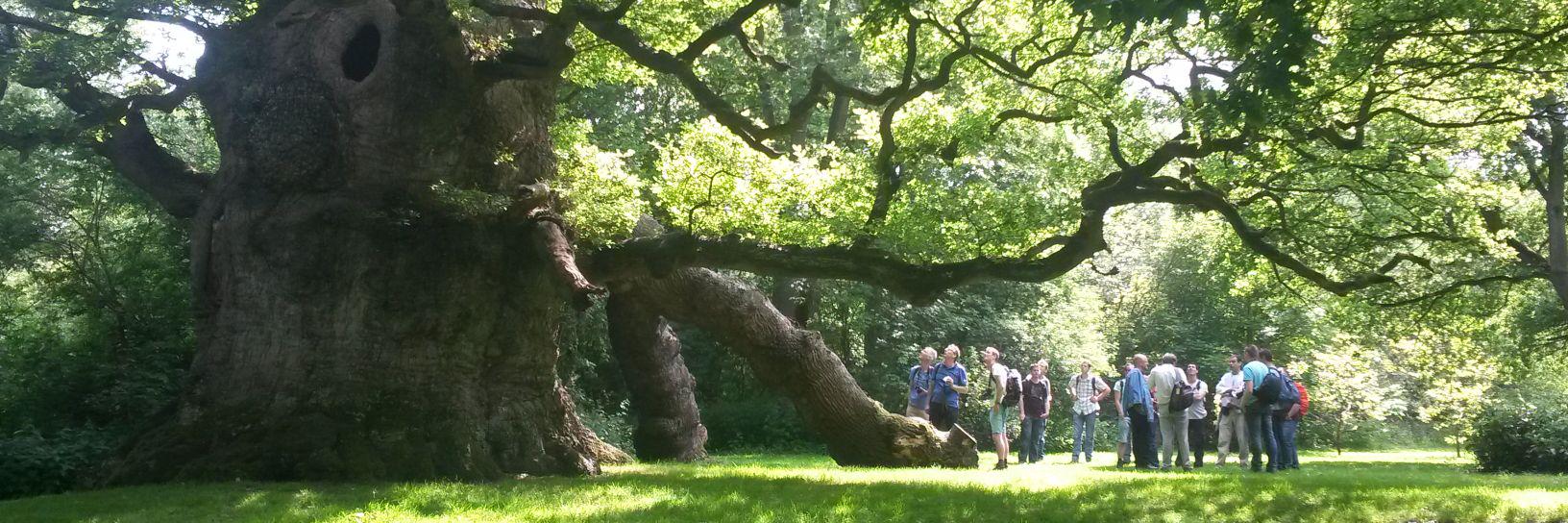 Bomenbieb (tweets: Simen Brunia) banner