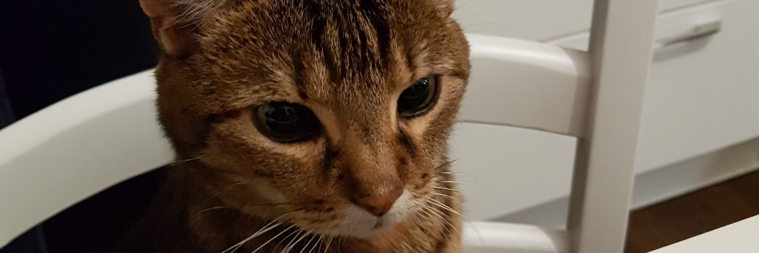 SchulzUlli's profile banner image