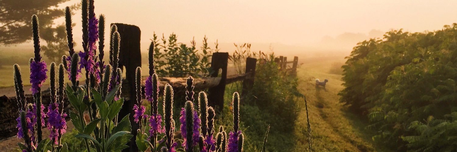 PicklesTravel's profile banner image