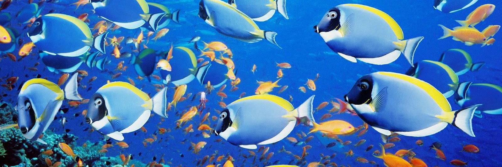 Tropical Fish World banner