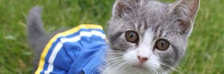 DaniMescher's profile banner image