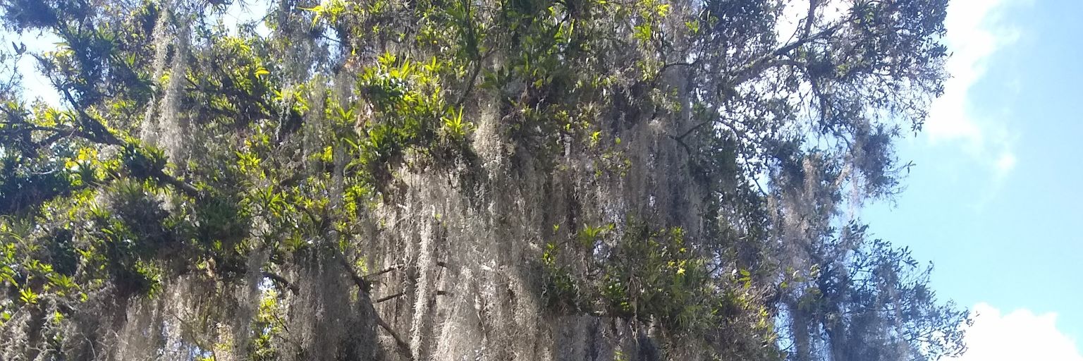 LILIANA C.SALAZAR banner