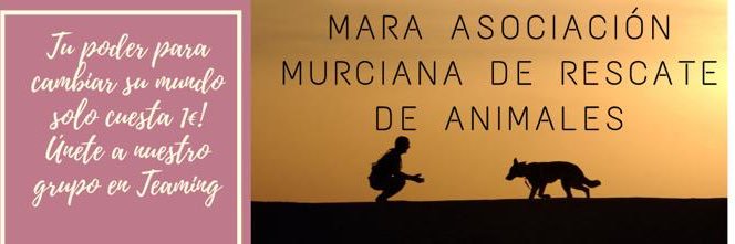 protectoramara's profile banner image