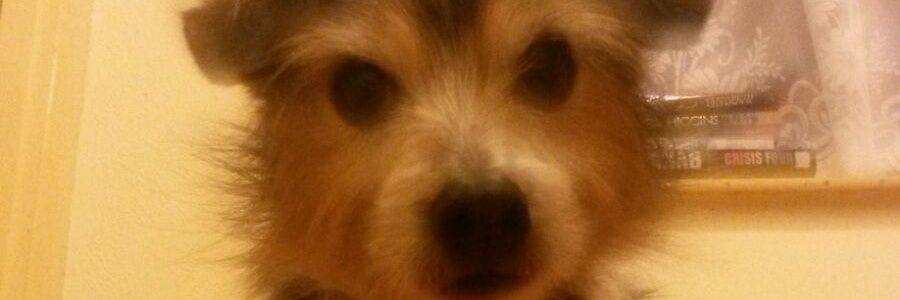 Julie Shynn banner