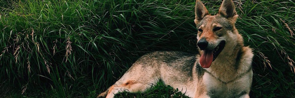 GijnResiste's profile banner image