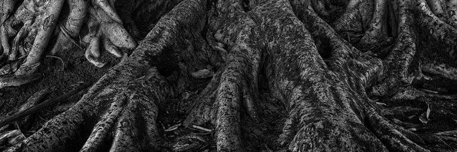 Roots Running Proj. banner