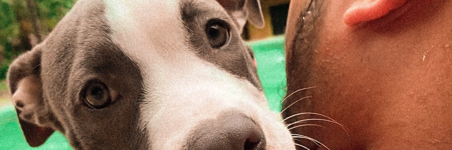 isabelmoraesf's profile banner image