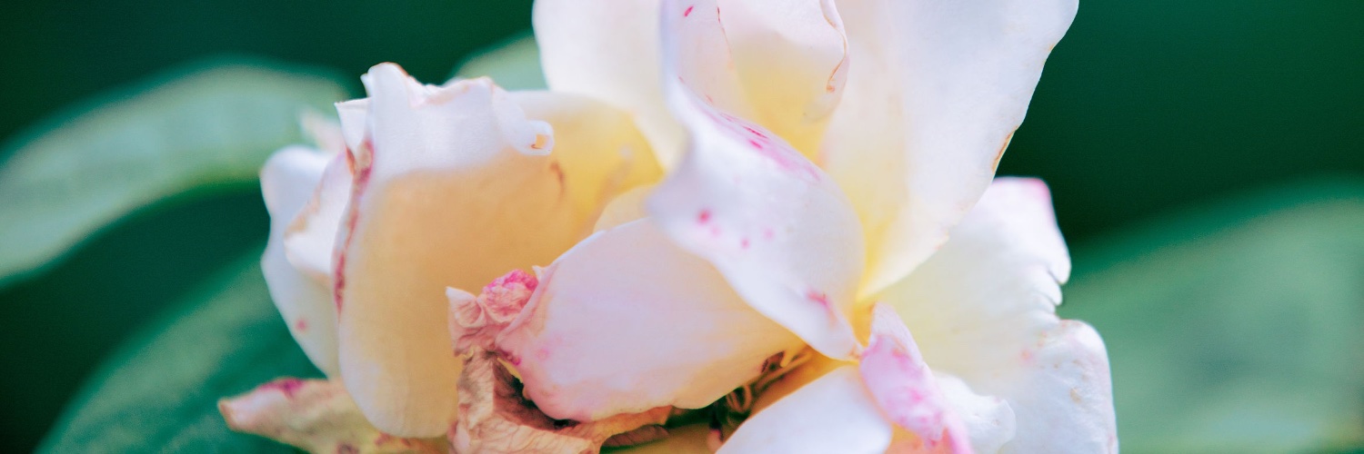 unbreakablebrie's profile banner image