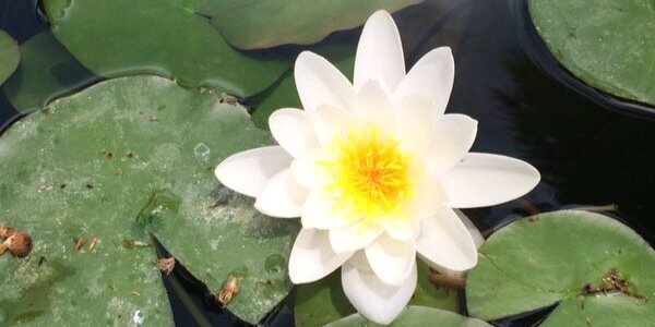 Susana Gonzalez banner