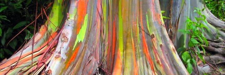 MyeliCayucos's profile banner image