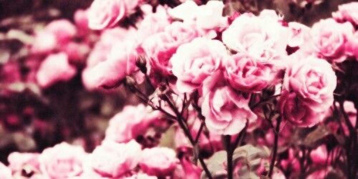 RadiantFangs's profile banner image