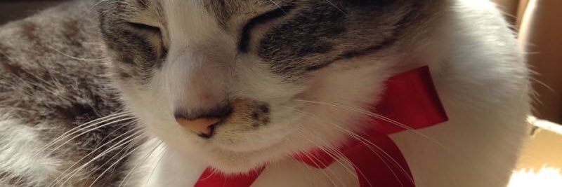 misakixkisa's profile banner image