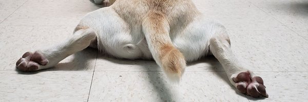 CentralPAHumane Profile Banner