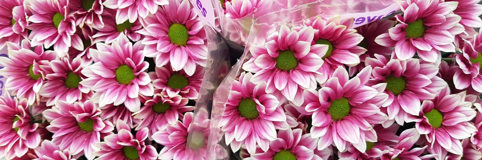 _RiverFlowers's profile banner image